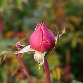 Rosebud by Richard Reeve