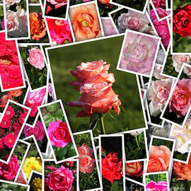 Roses Collage by Stefano Senise