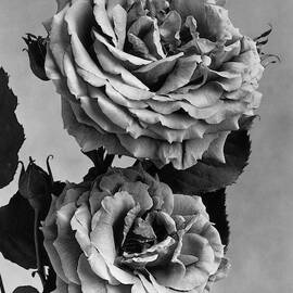 Roses by J. Horace McFarland