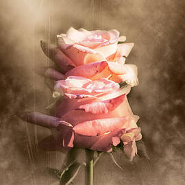 Roses by Stefano Senise