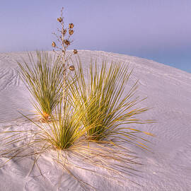Rosy Light at White Sands by Jean Noren