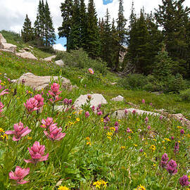 Rosy Paintbrush and Trees by Cascade Colors
