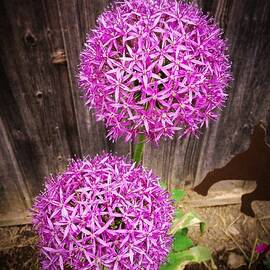 Round and Purple by Richard Reeve