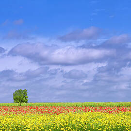 Rows Of Wildflowers by Dean Fikar