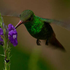 Rufous Tailed Hummingbird Costa Rica by Natural Focal Point Photography