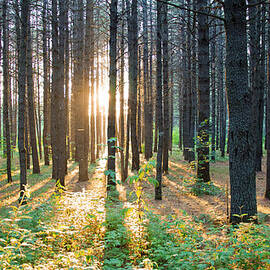 Run To The Light by Guillaume Seguin