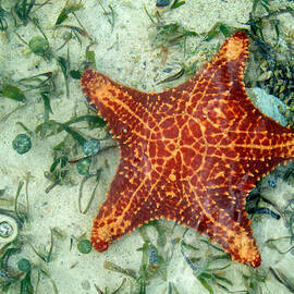 Running Starfish by Mary Lee Dereske