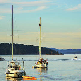Sailing Boats In Sidney Harbour by Louise Heusinkveld