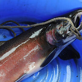 Salmon in Blue by Mary Lee Dereske