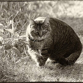 Sam the Cat Sepia with border by Mary Lee Dereske