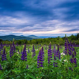 Sampler Field Lupine by Jeff Sinon