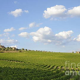 San Gusme vineyards by Sami Sarkis Photography