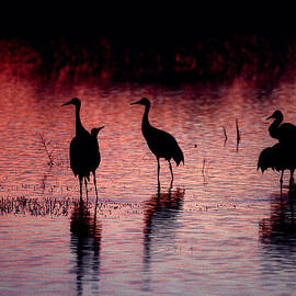 Sandhill Cranes - Bosque del Apache - New Mexico by Steven Ralser