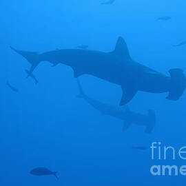 Scalloped Hammerhead sharks by Sami Sarkis Photography