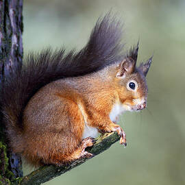 Scottish Red Squirrel by Grant Glendinning