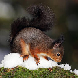 Scottish Red Squirrel in snow by Grant Glendinning