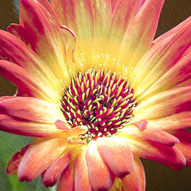 Scratched Gerber Daisy by Bill and Linda Tiepelman