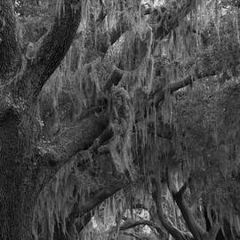 Sea Island Oaks Black And White by Adam Jewell