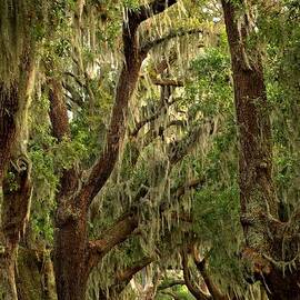 Sea Island Oaks Portrait by Adam Jewell