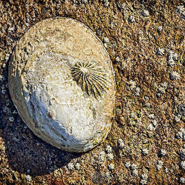 Sea Shell by the Seashore by Kelley King