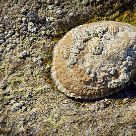 Sea Shell Rock by Kelley King