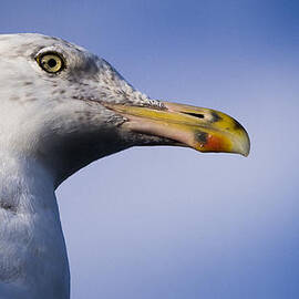 Seagull - Cape Neddick - Maine by Steven Ralser