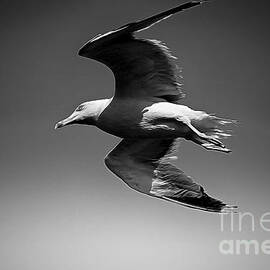 Seagull flying higher  by Stefano Senise
