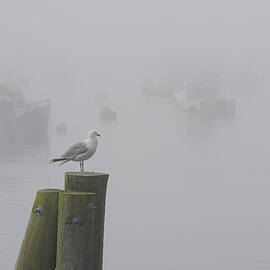 Seagull on a Foggy Morning by Mary Lee Dereske