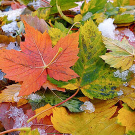 Seasonal Mix by Rona Black