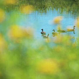 Secluded Geese Surrounded By Grass & by Lynn.h.armstrong Photography