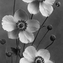 September Charm Anemones by J. Horace McFarland
