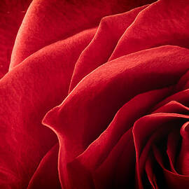 Shadows Of A Red Rose by Jeff Sinon