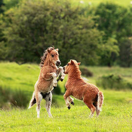 Shetland Pony's by Grant Glendinning
