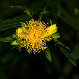 shrubby st Johns wart by Flees Photos