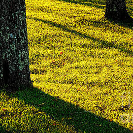 Shyness by Olivier Le Queinec