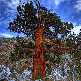 Sierra Pine by Beth Sargent