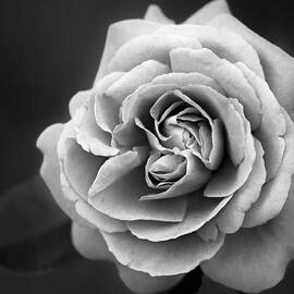 Single White Rose by Susan Candelario