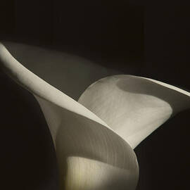 Singular Calla by Joe Schofield