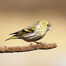 Siskin by Grant Glendinning
