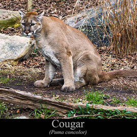 sitting Cougar by Flees Photos