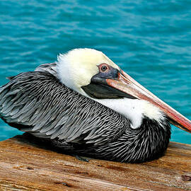 Sitting Pelican by Jean Noren