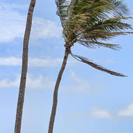 Skinny Palms by Kelley King