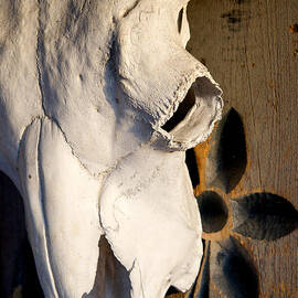 Skull on Door by Mary Lee Dereske