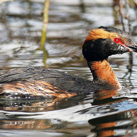 Slavonian Grebe by Grant Glendinning