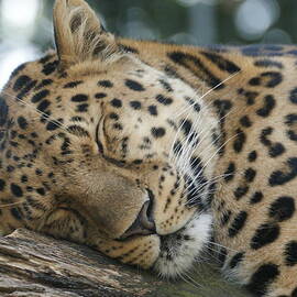 Sleeping Leopard by Chris Boulton
