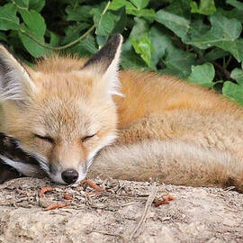 Sleeping Young Fox by Stacy Abbott