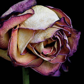 Slow Fade by Rona Black