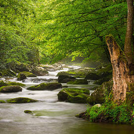 Smoky Mountains Solitude - Great Smoky Mountains National Park by Dave Allen