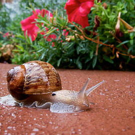 Snail in Motion by Mary Lee Dereske