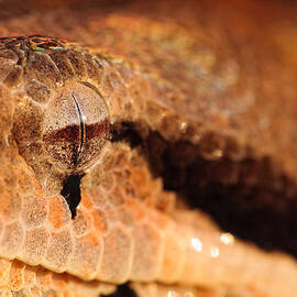 Snake Eye by Jeff Sinon